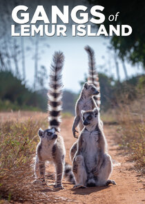 Gangs of Lemur Island