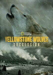 Yellowstone Wolves: Succession